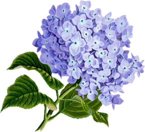 Purple Flowers Illustration