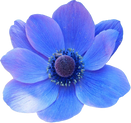 Watercolor Blue Flower